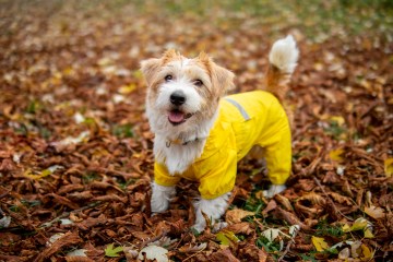 12 best dog coats 2023 UK; including dog jumpers and full coverage suits