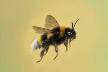 Die Leute entdecken gerade, was Bienen im Dunkeln tun – sie finden es „beunruhigend“