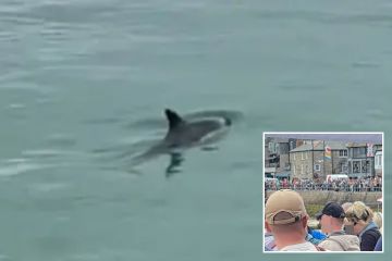 Horror at famous UK beach as baby dolphin dies surrounded by tourists