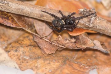 Ungewöhnliches Wetter bedeutet, dass Ihr Haus von giftigen Spinnen befallen werden könnte