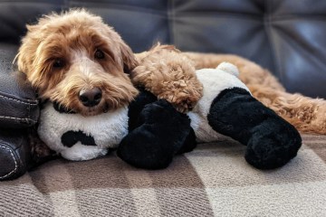 Tierarzt warnt vor Bakterien in Hundespielzeug, die sich möglicherweise auch in Ihrem Haus befinden