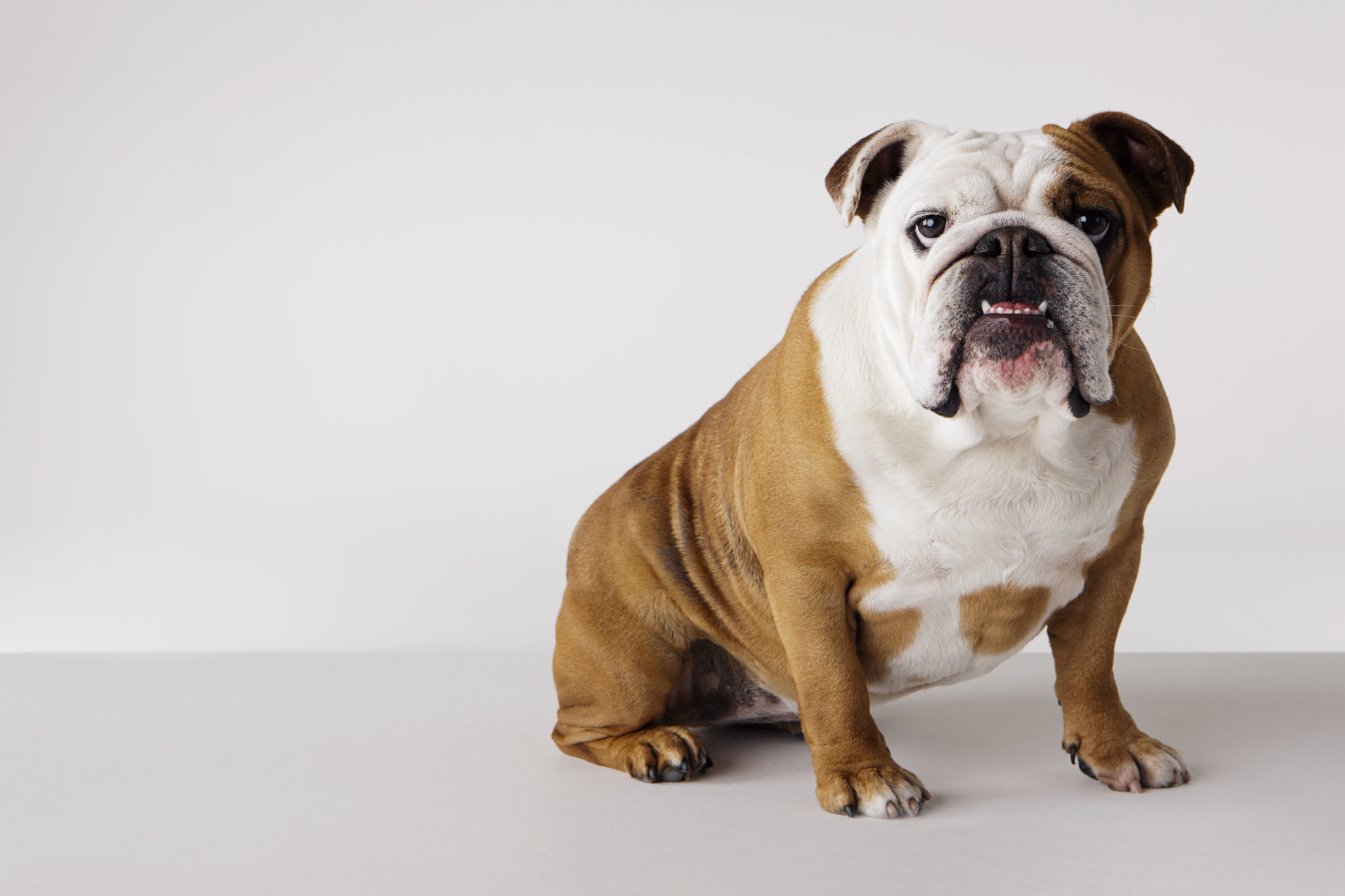 Der Social-Media-Nutzer erklärte, dass Bulldoggen Sie in Tierarztrechnungen ertränken würden