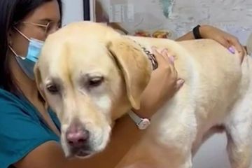 Tierarzt warnt Hundebesitzer und zeigt 3 Anzeichen dafür, dass Ihr Hund untersucht werden muss
