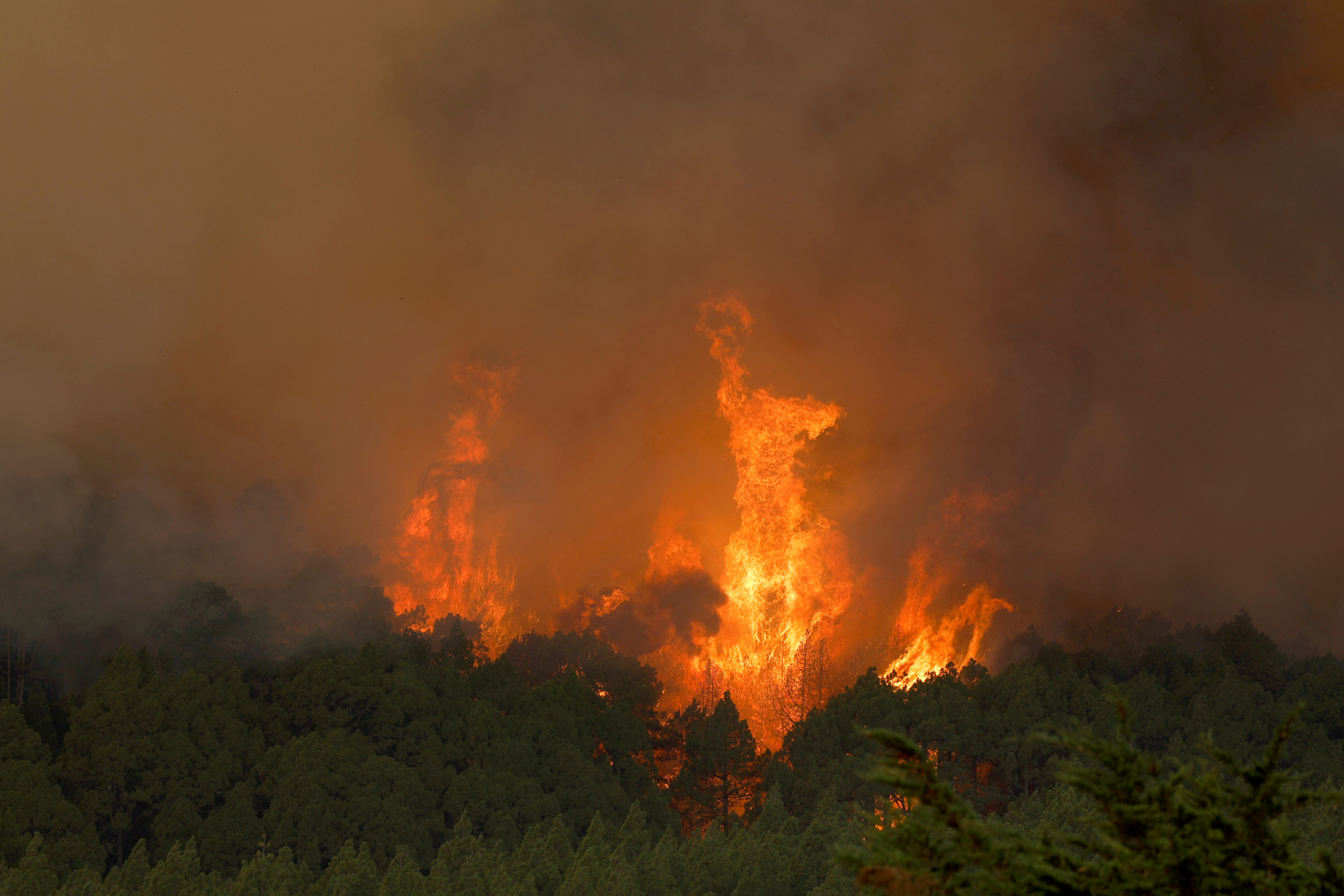 In La Esperanza auf der Insel Teneriffa brennen Bäume