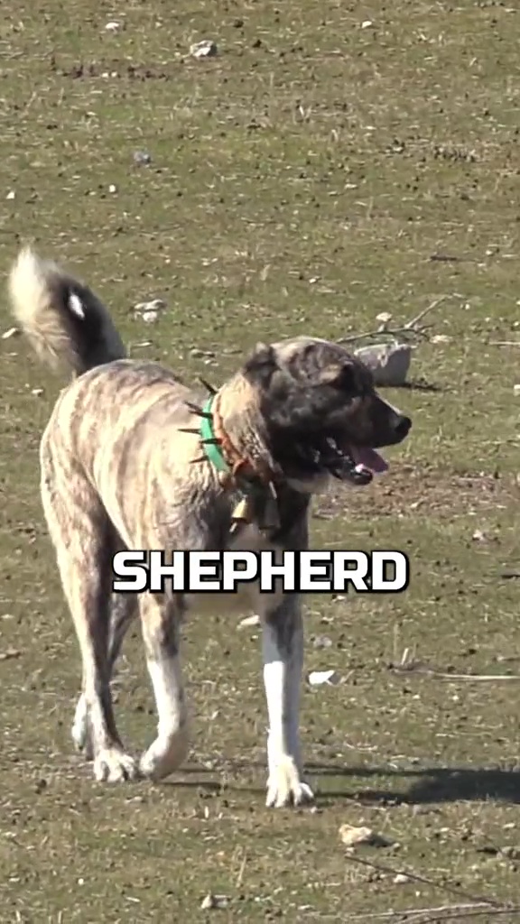 Der Kaukasische Schäferhund sei einer der gefährlichsten Hunde der Welt, behauptet er