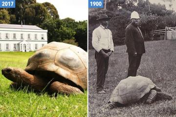 Tierärzte entdecken, dass die älteste Schildkröte der Welt männlich ist