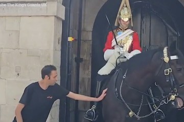 King's Guard verstößt gegen das Protokoll, damit Mann ein Pferd streicheln kann – Fans sind begeistert