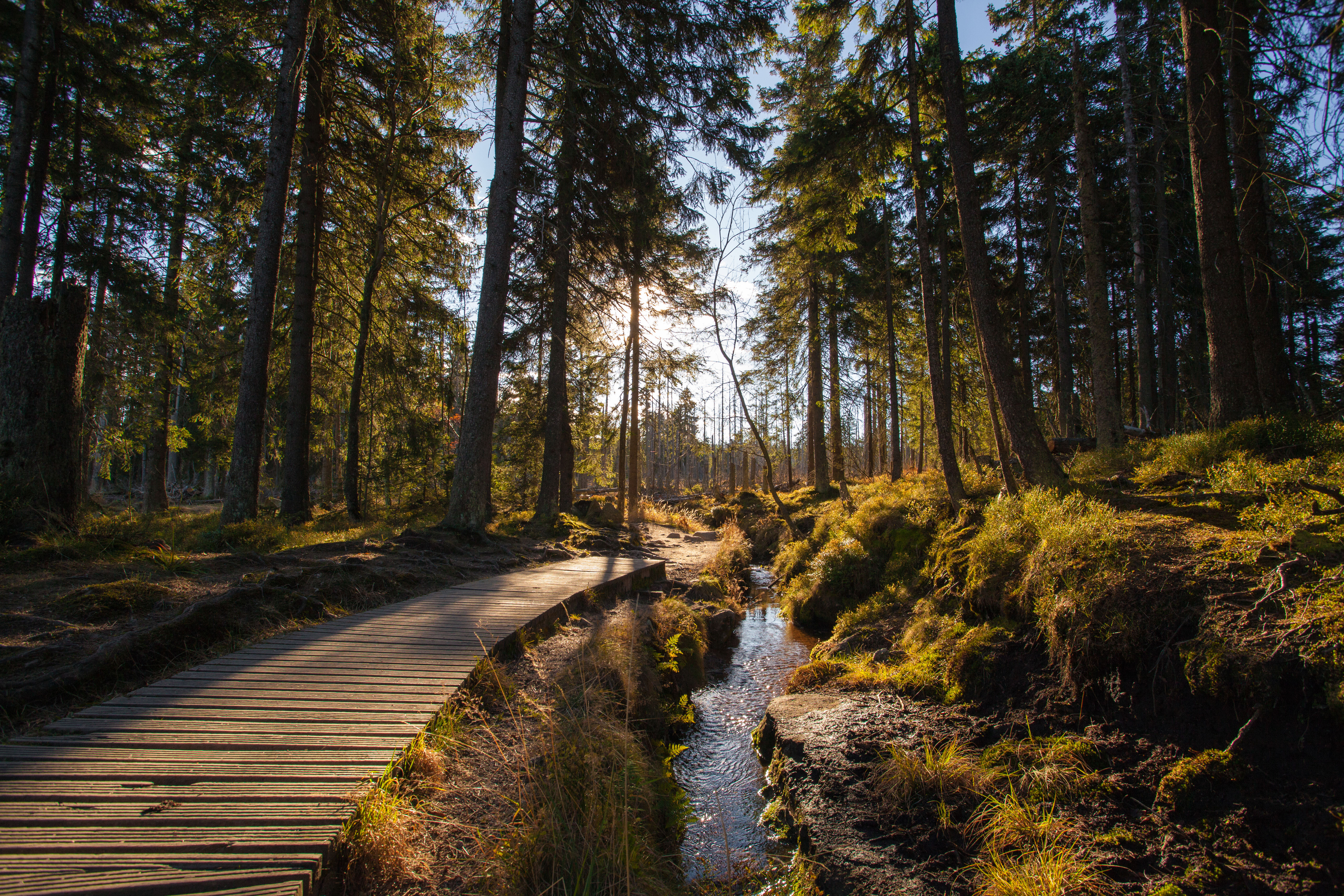 Der Harzer Wald ist malerisch, aber auch ein Anziehungspunkt für Hexen, die Zeremonien abhalten