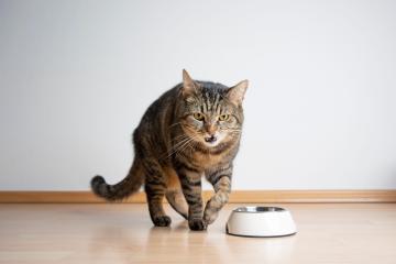 Von einer verspielten Katze bis hin zu einem hyperaktiven Hamster – Ihre Fragen zu Haustieren werden beantwortet