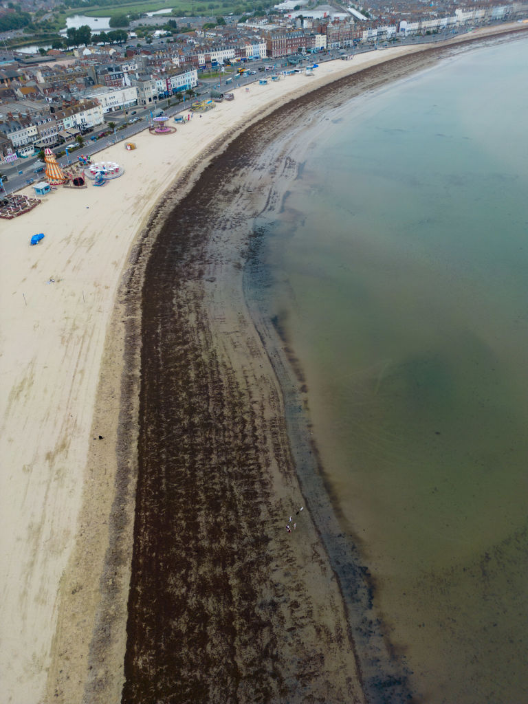 Der Rat beschloss, die Algen in Weymouth nicht zu entfernen