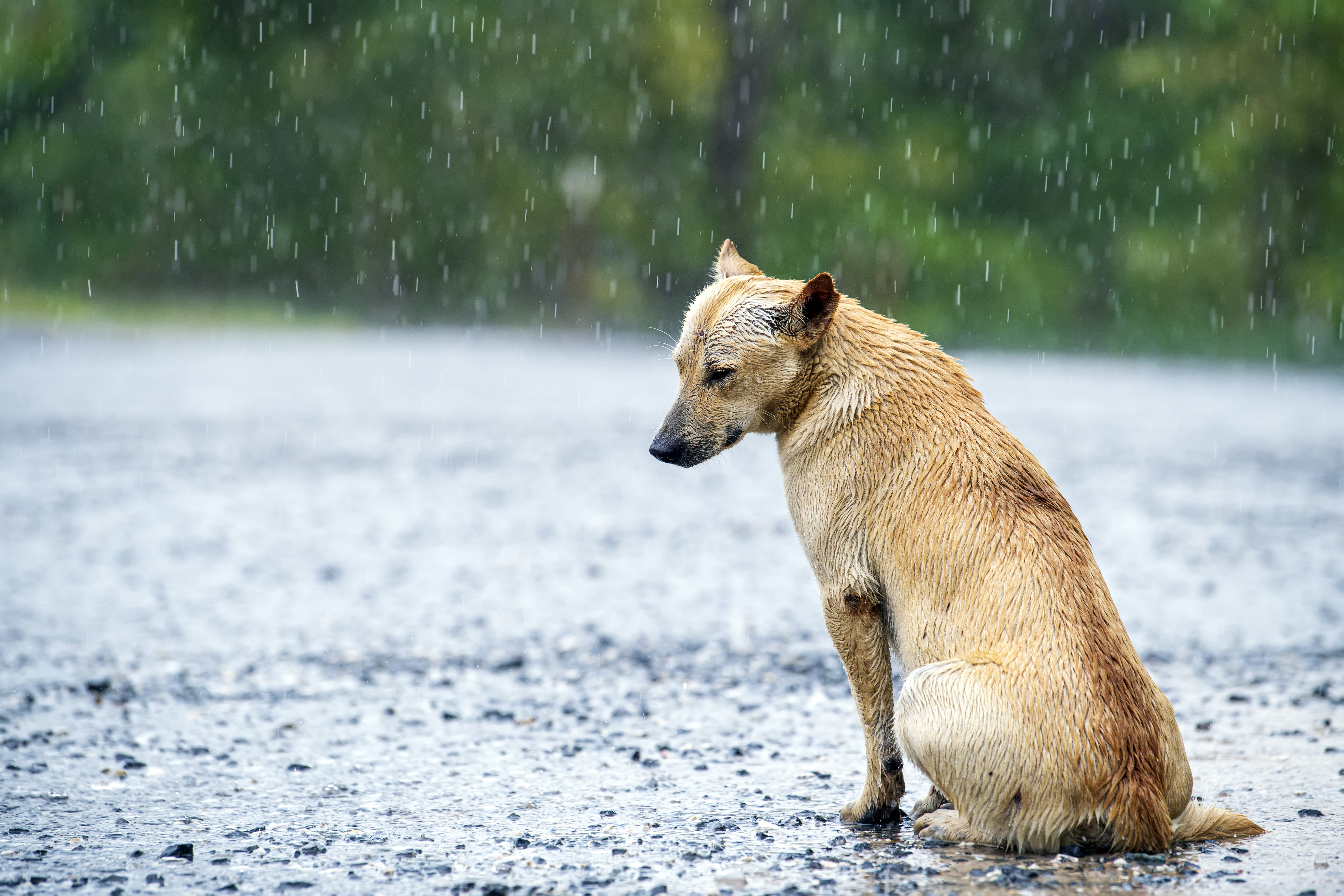 Streunender Hund wird im Regen auf der Landstraße nass.
