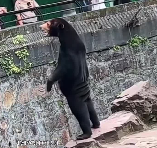 Das erste virale Video, das Gerüchte auslöste, dass der Bär eine Fälschung sei