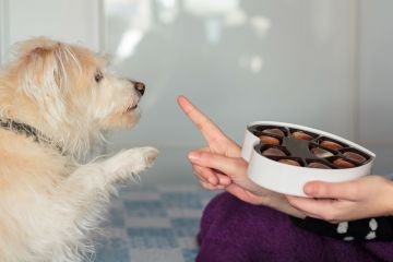Hundeexperte warnt davor, was zu tun ist, wenn Ihr pelziger Freund Schokolade isst