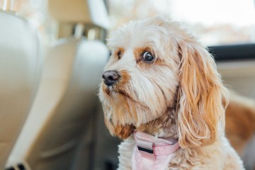 Eindringliche Warnung an Hundebesitzer vor versteckten Gefahren in Ihrem Auto, die zum Tod von Haustieren führen können