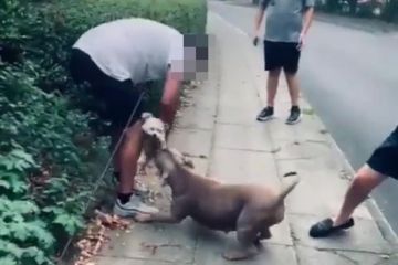 Schrecklicher Moment: XL-Bully packt den kleinen Hund in einem brutalen Angriff an der Kehle