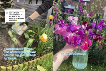 Frau verwandelt Garten, indem sie eine Kiste mit Wilko-Wildblumensamen im Wert von 3 Pfund herumwirft