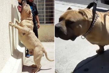Die HÄLFTE der XL-Bully-Hunde „stammen von Inzucht-Haustier namens Killer Kimbo ab“