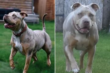 Insider werden von Hundeangriffen heimgesucht, da gewalttätige XL-Bully-Haustiere für nur 150 £ verkauft werden