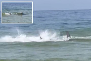 Beobachten Sie, wie wilde Hammerhaie Stachelrochen angreifen, während Touristen vom Strand fliehen 