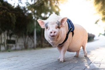 „Menschliche Nieren“ wurden erstmals in Schweinen gezüchtet und signalisieren „neue Ära der Transplantationen“