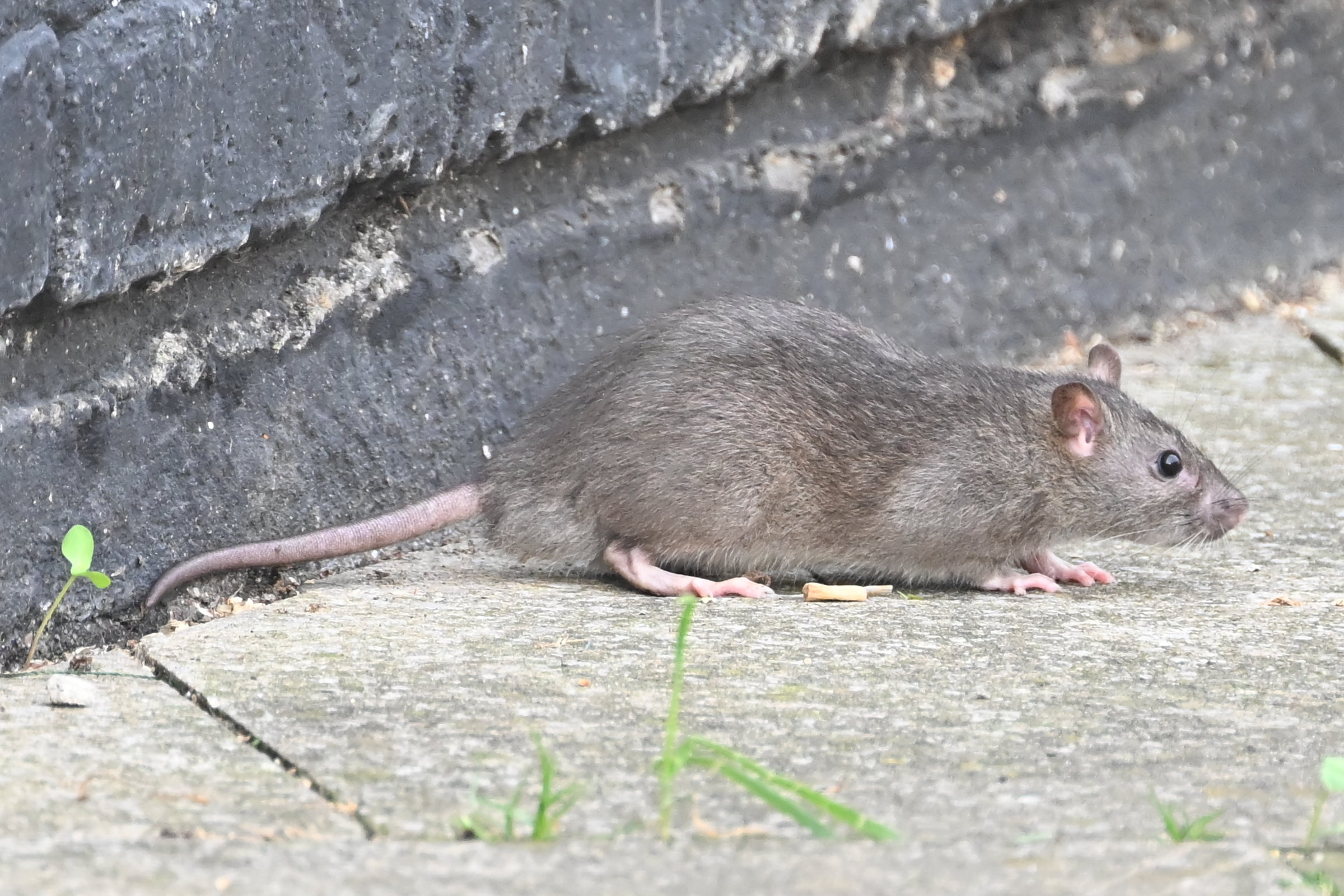 In Tower Hamlets im Osten Londons wurden Ratten gesichtet, die wild herumliefen, nachdem sich Müll angesammelt hatte