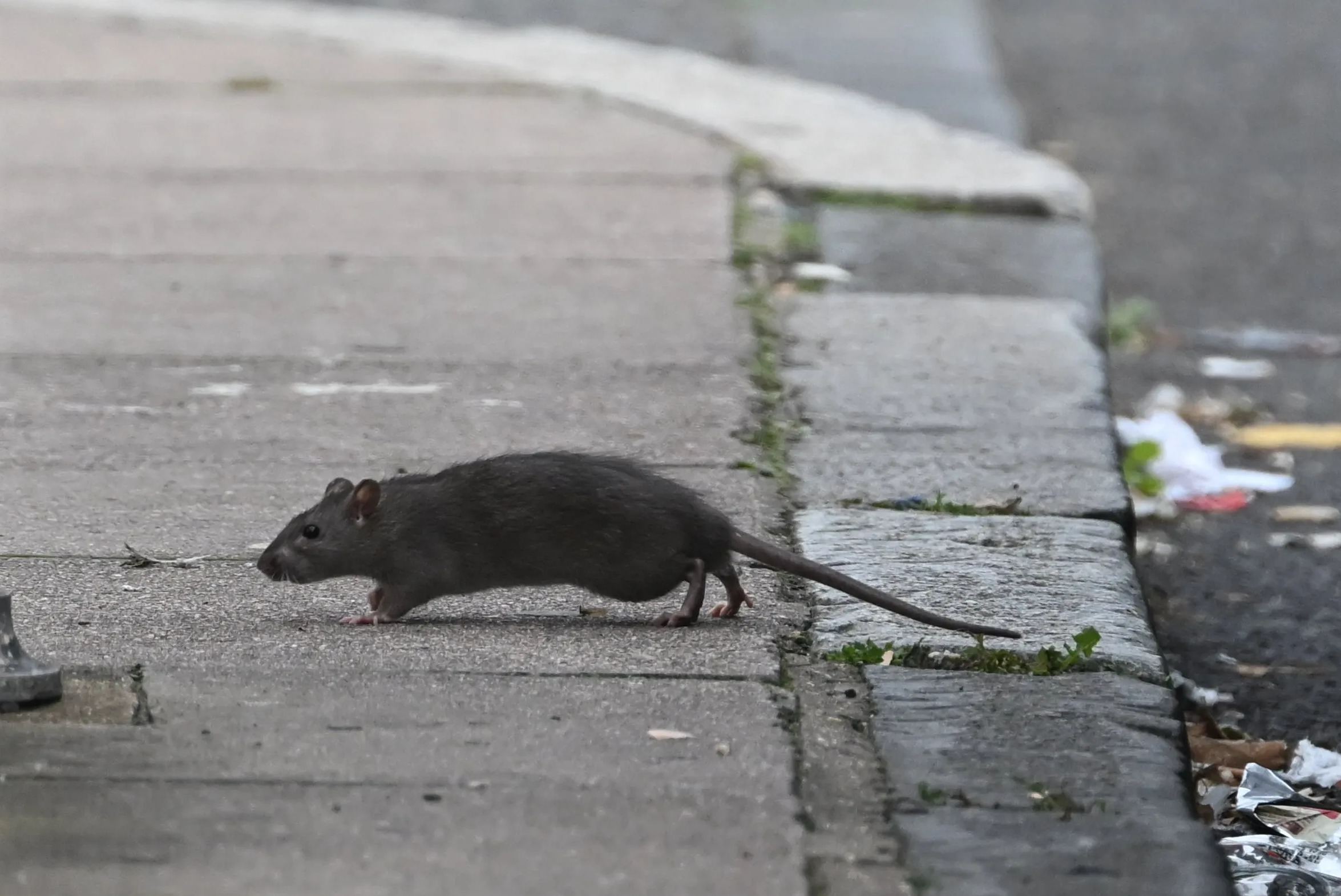 Während der Müllstreik andauert, läuft eine Ratte zwischen den Käufern umher