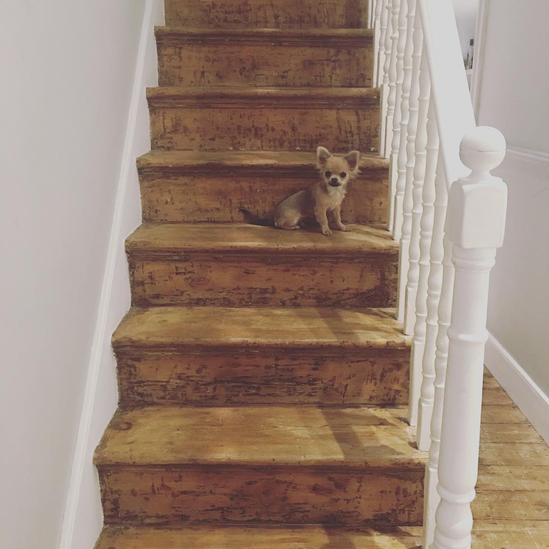 Man konnte Hannahs liebenswerten Hund auf der Holztreppe sitzen sehen