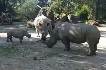 Rhino zerquetscht die 33-jährige Tierpflegerin und verletzt eine weitere Tierpflegerin schwer