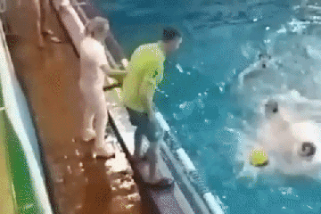 Der brutale Sprung eines Wasserballtrainers mit beiden Füßen auf den Kopf des Gegners löst eine Unterwasserschlägerei aus