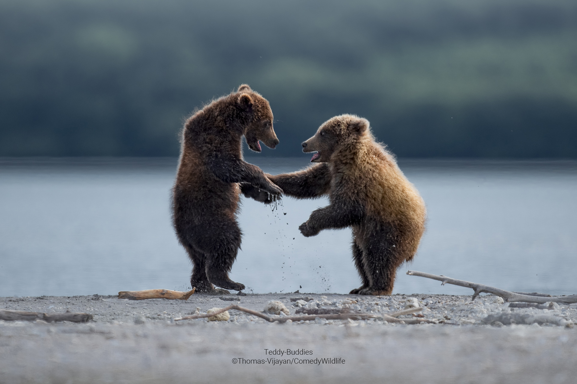 In Russland sind zwei Bären zu sehen, die ihre Pfoten schütteln