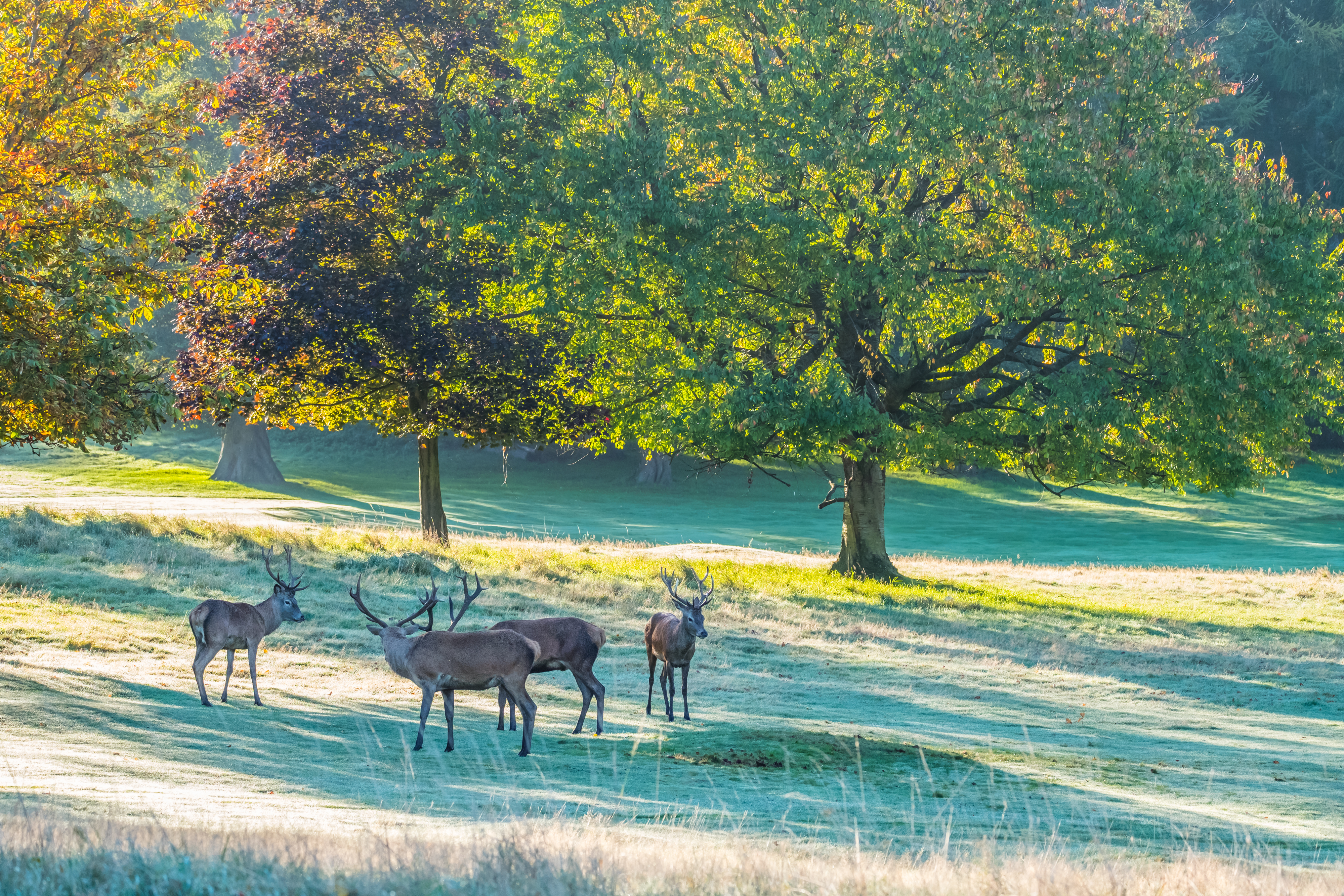 Wollaton Hall und Deer Park sind für die dort lebenden Hirsche bekannt