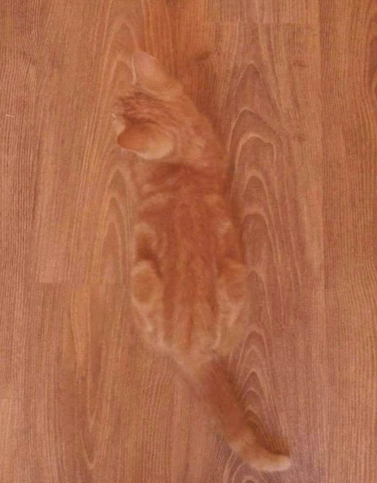 Diese Katze liegt verloren auf einem Holzboden
