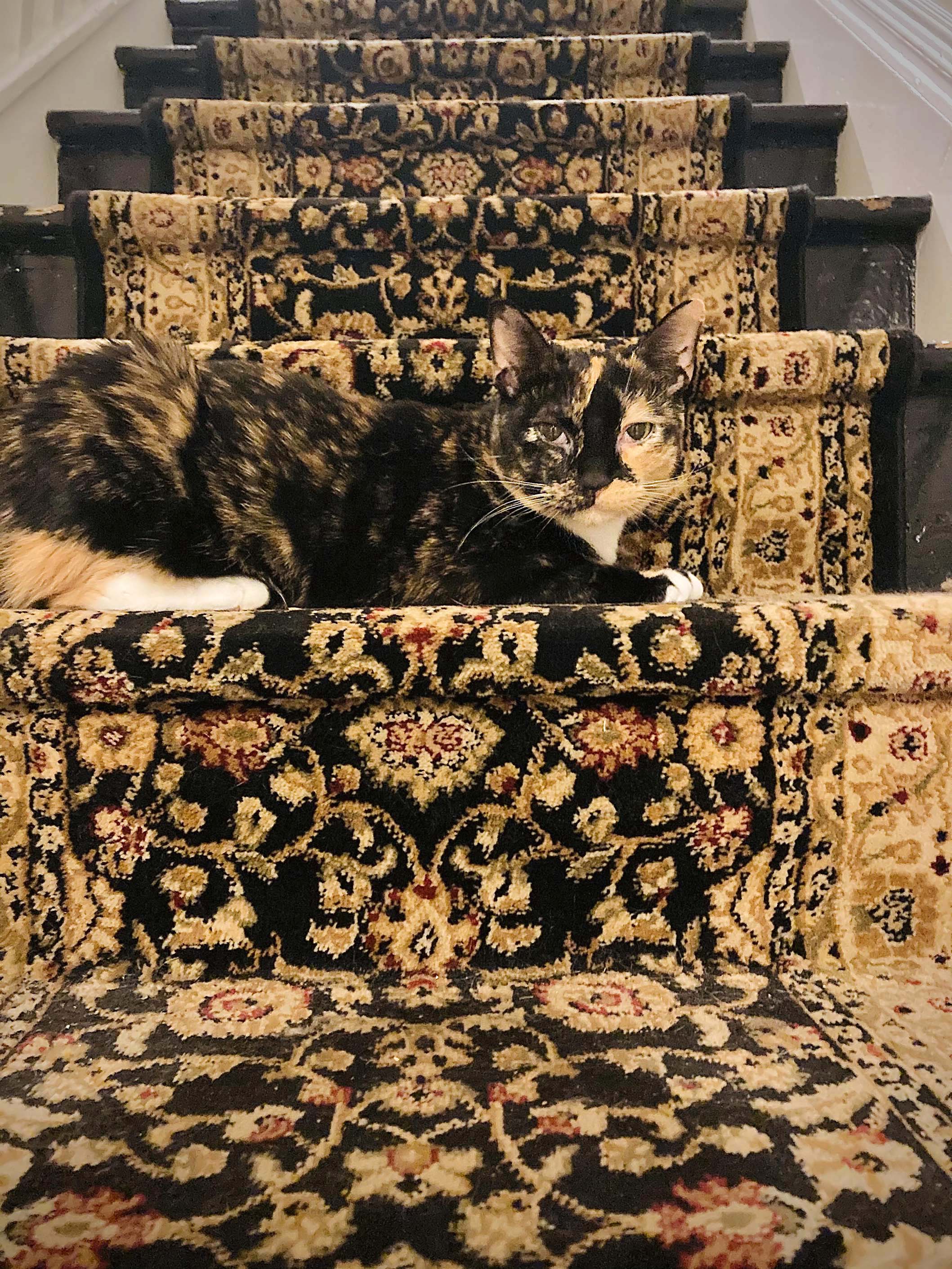 Auf einer mit Teppich ausgelegten Treppe ist diese Katze schwer zu erkennen