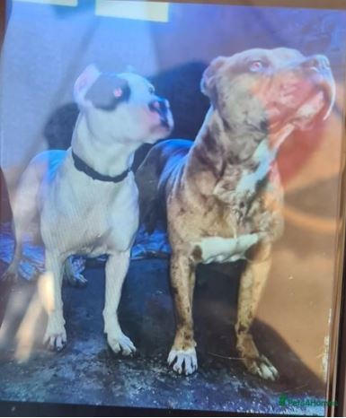 Ein Paar Hunde in London, Rüde und Hündin, kosteten 100 £