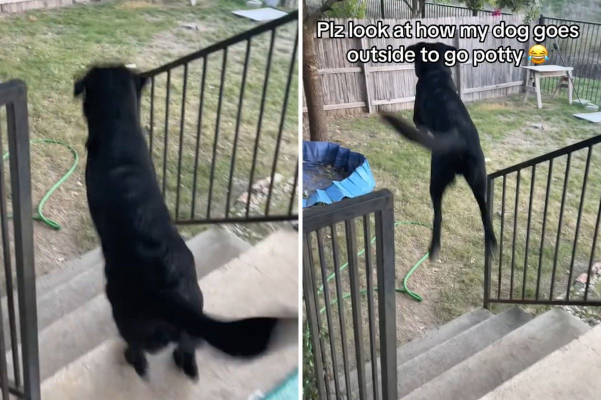 Hund springt, um aufs Töpfchen zu gehen