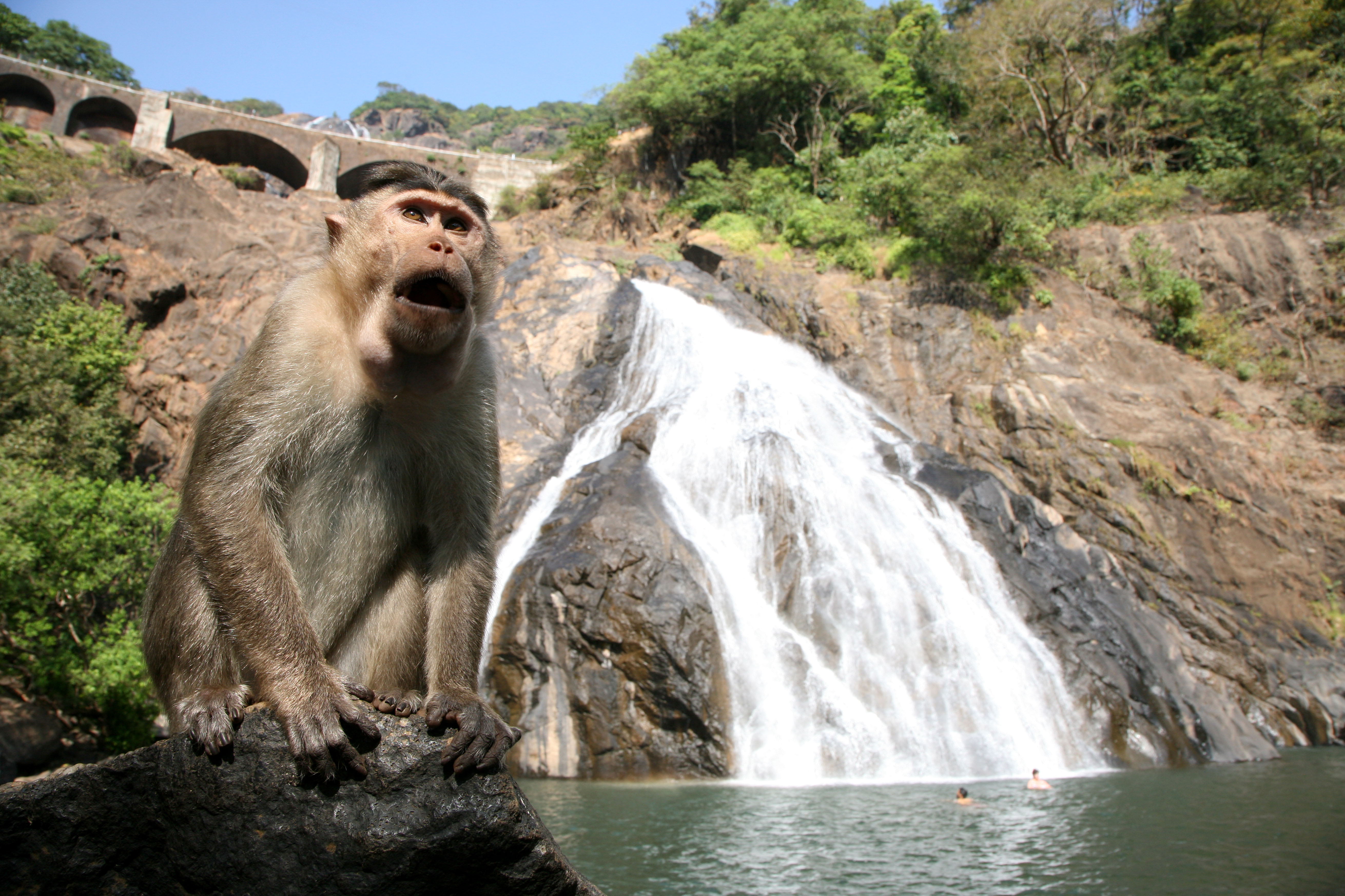 In den Dudhsagar-Wasserfällen leben Makaken und Besucher können mit großen Karpfen schwimmen