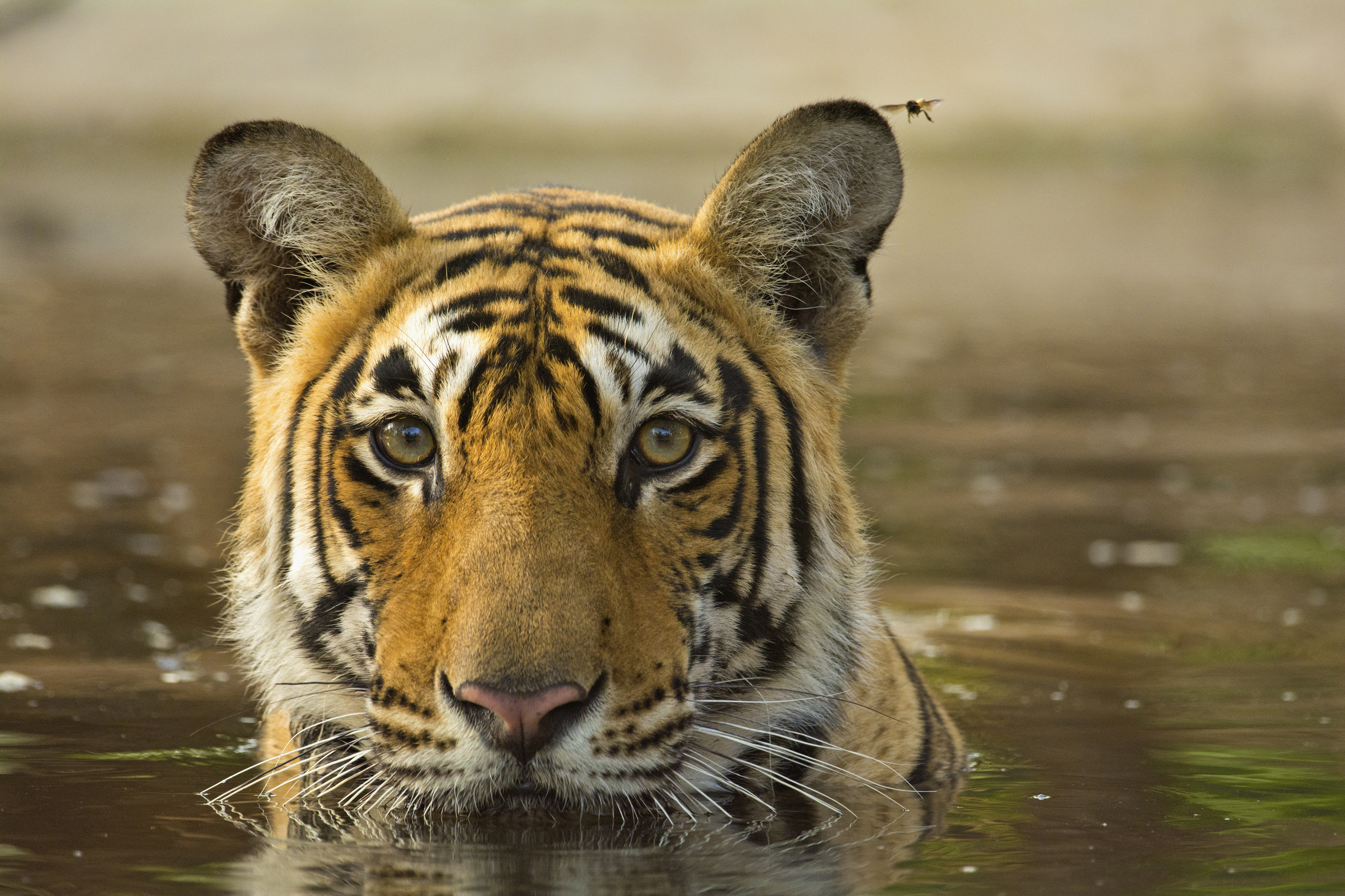 Laut örtlichen Safariführern werden manchmal Tiger in der Nähe der Wasserfälle gesichtet