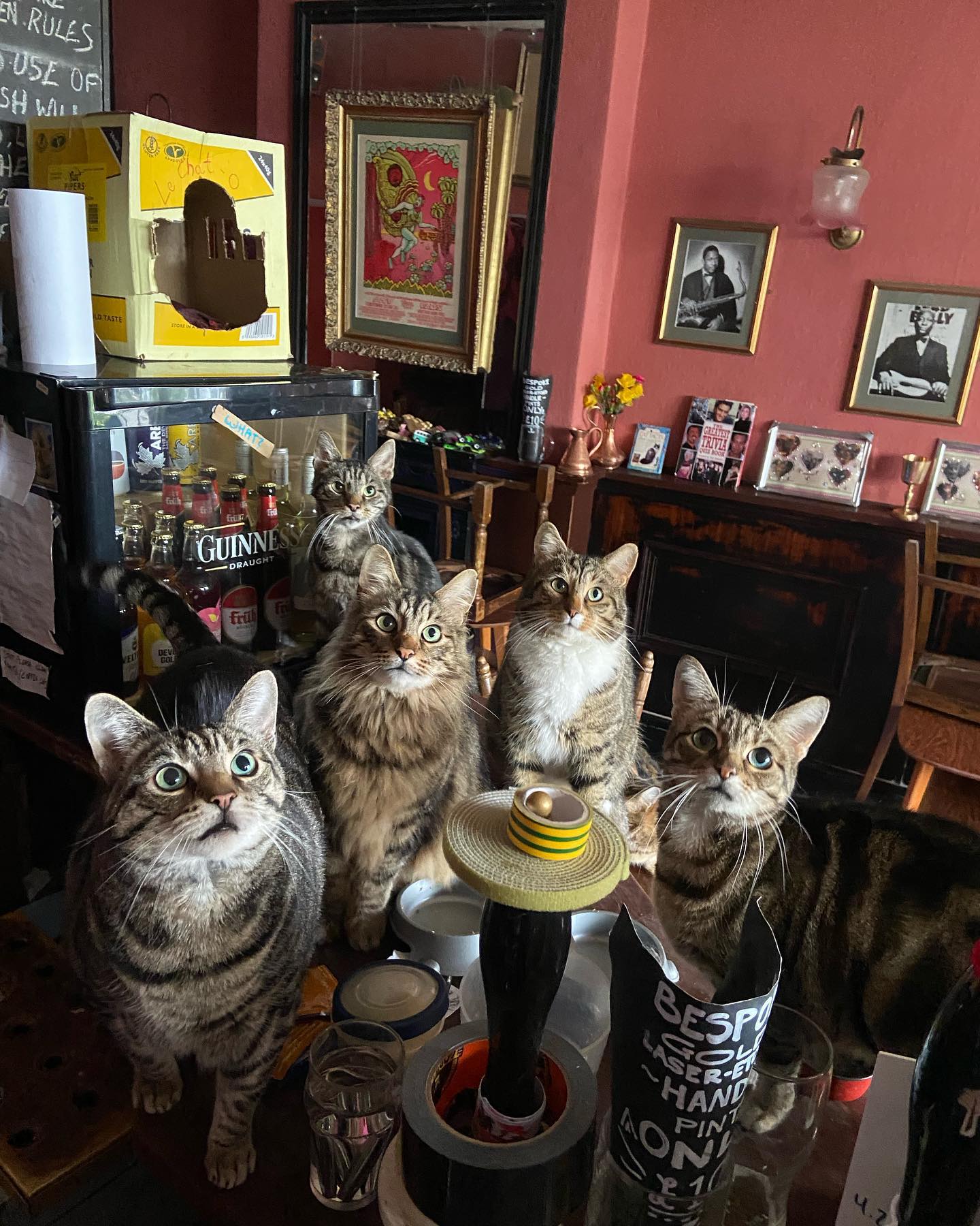 Die Bag of Nails in der Stadt lockt Besucher an, die ihre Katzen sehen möchten