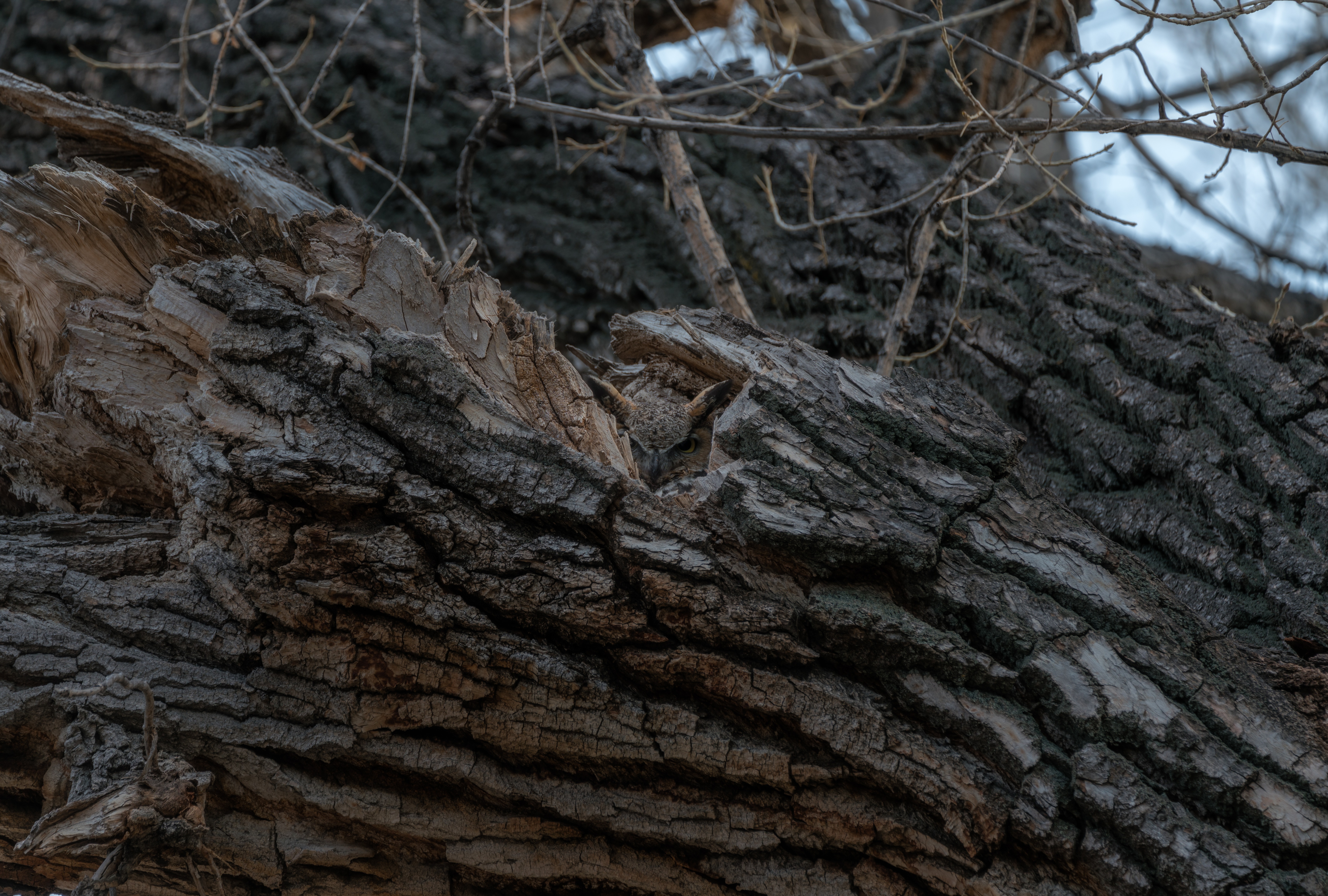 Können Sie die Virginia-Uhu in einem Baum in der Nähe von Denver, Colorado sehen?