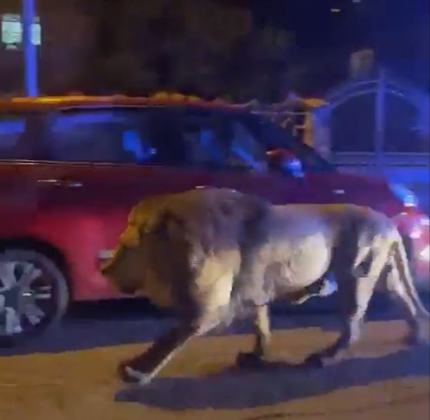 Ein verängstigter Zuschauer fing den Löwen auf, wie er durch die Straßen streifte, während sie sich in ihrem Auto versteckten
