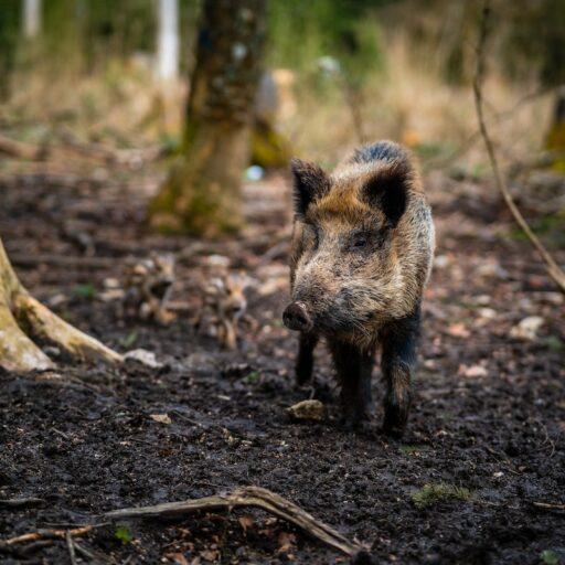 Wildschweine sind nach Großbritannien zurückgekehrt