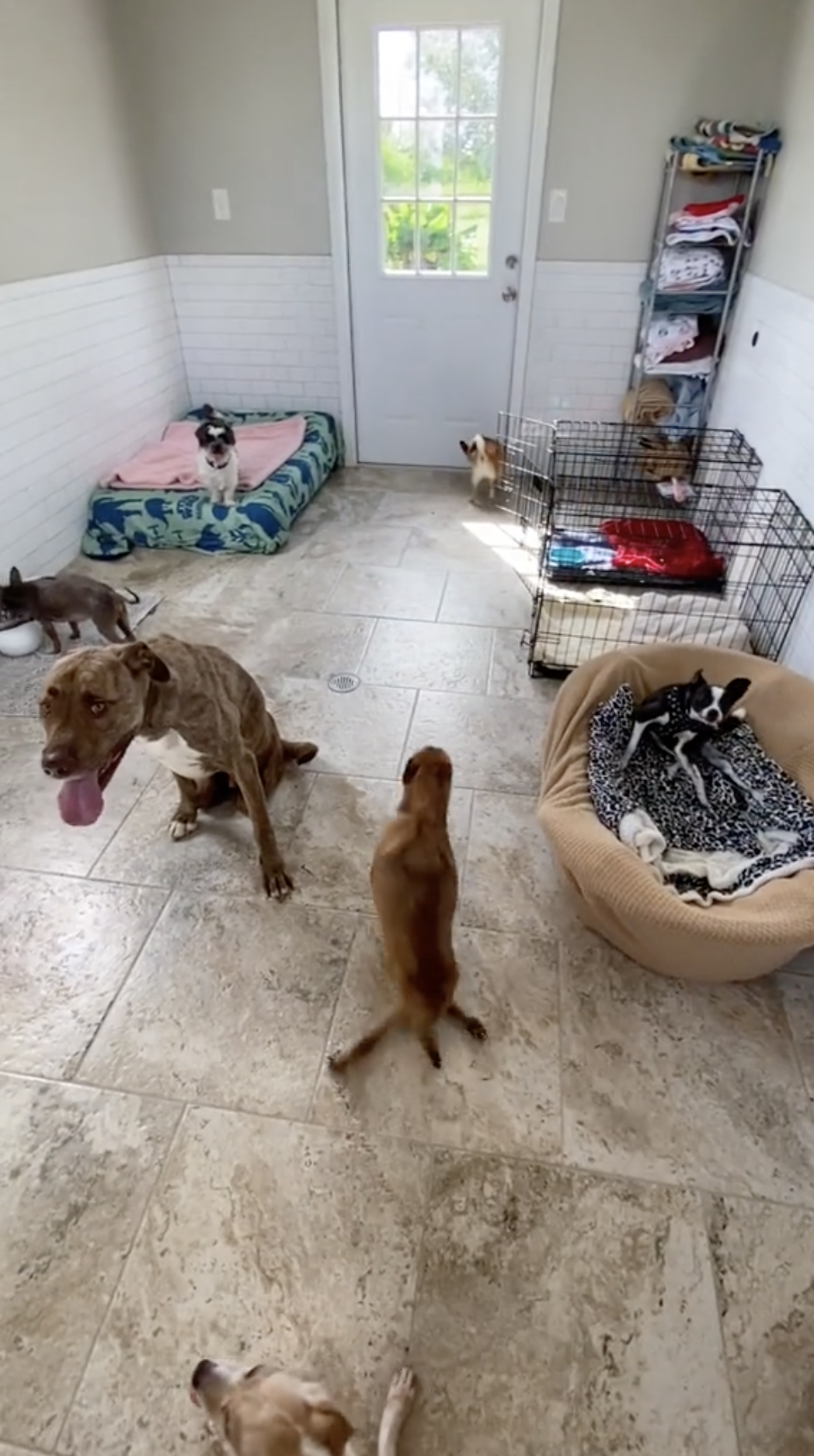 In einer echten „Hundehütte“ können die Hunde an einem Ort mit mehr Platz übernachten