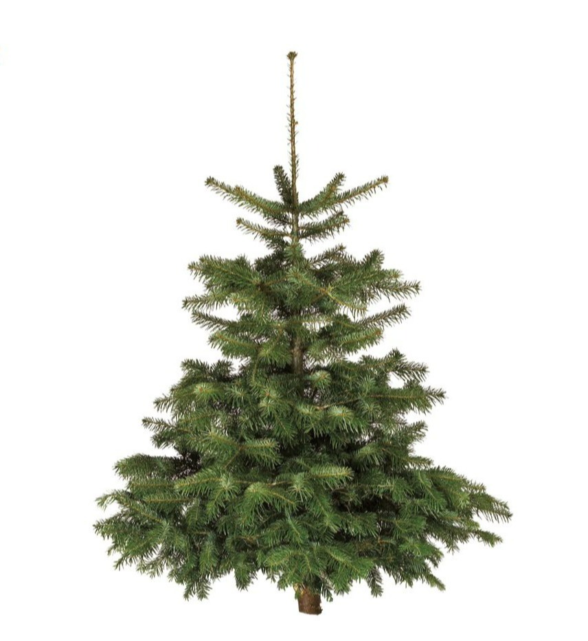 Aldi hat einen Nordman-Tannen-Weihnachtsbaum für nur 16,99 £