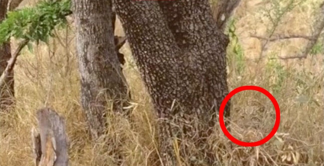 Das gefleckte Fell des Geparden eignet sich perfekt zum Verstecken in afrikanischen Gräsern