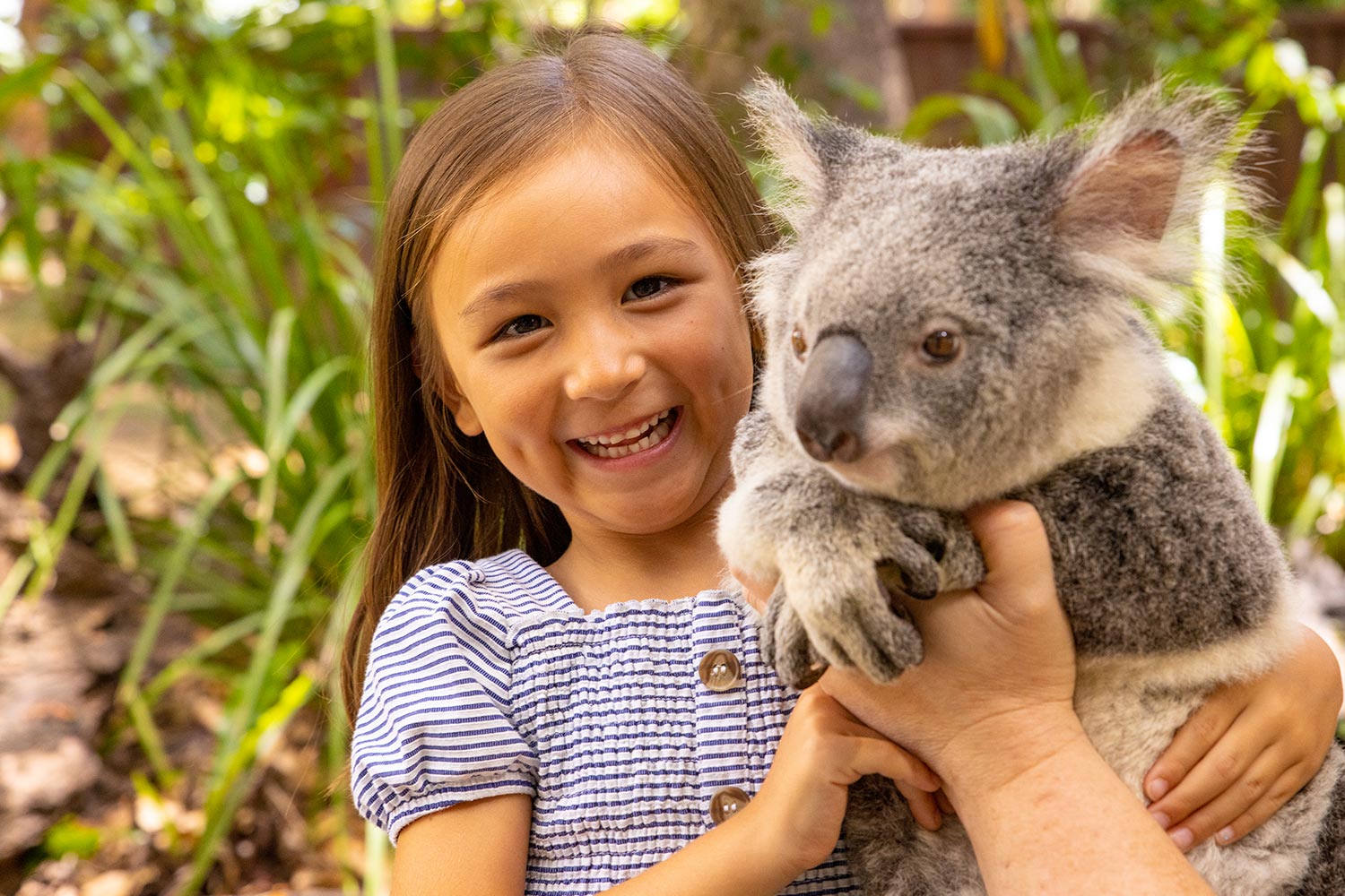 Treffen Sie Koalas im Currumbin Wildlife Sanctuary