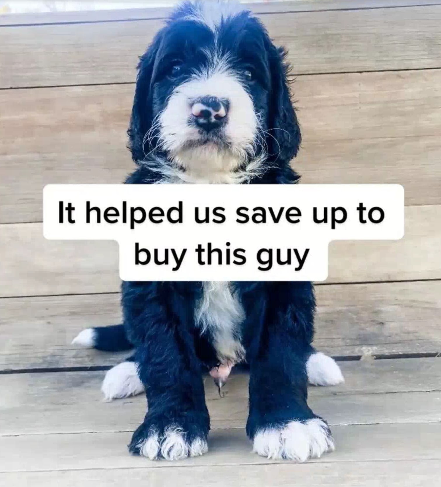 Sie kauften nicht nur ein Haus, sondern bekamen von ihren Ersparnissen auch einen Hund