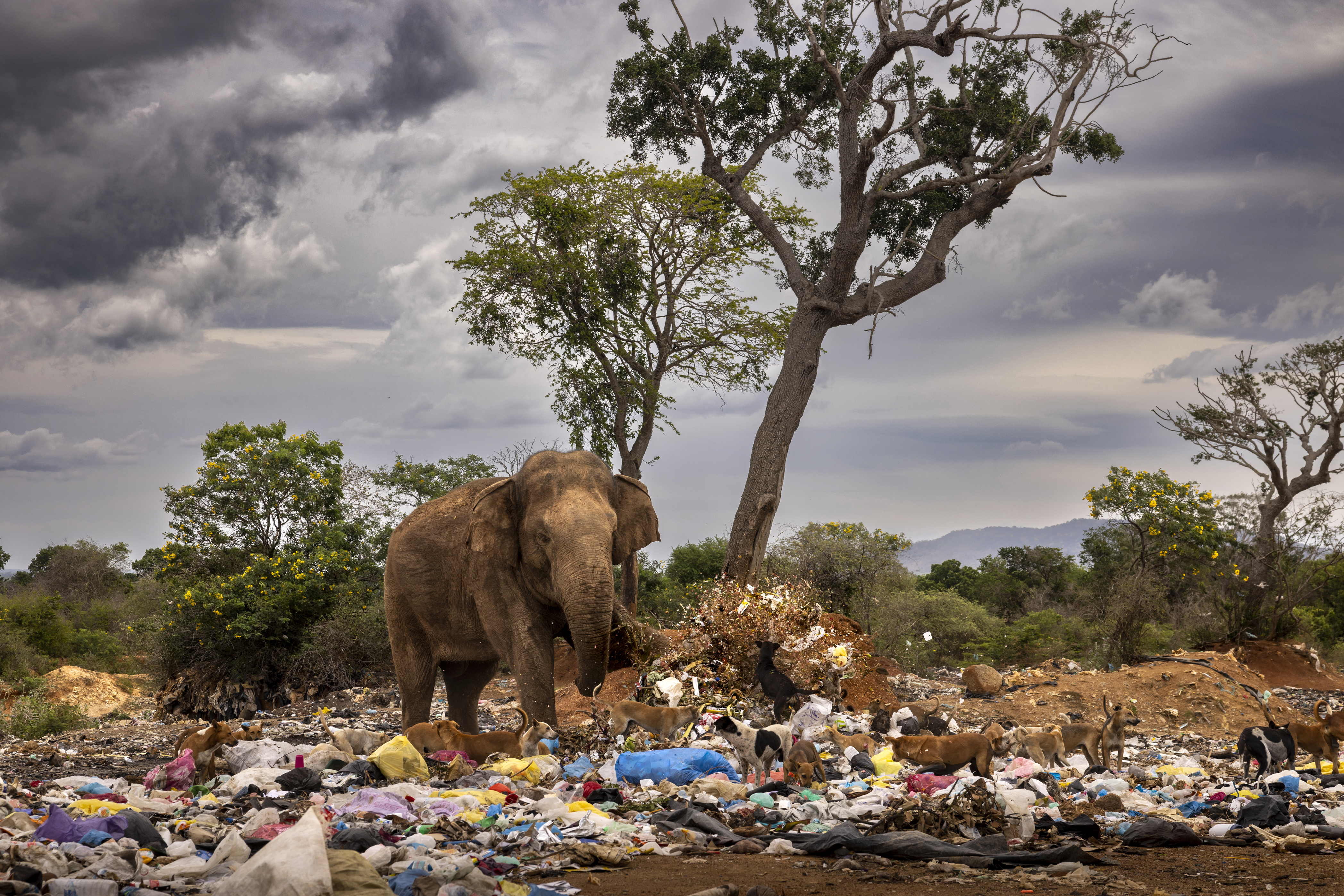 Diese Aufnahme von Brent Stirton zeigt einen Elefantenbullen, der einen Mülleimer umstößt, während er auf einer Mülldeponie in Tissamaharama, Sri Lanka, nach verdorbenem Gemüse und Obst sucht.