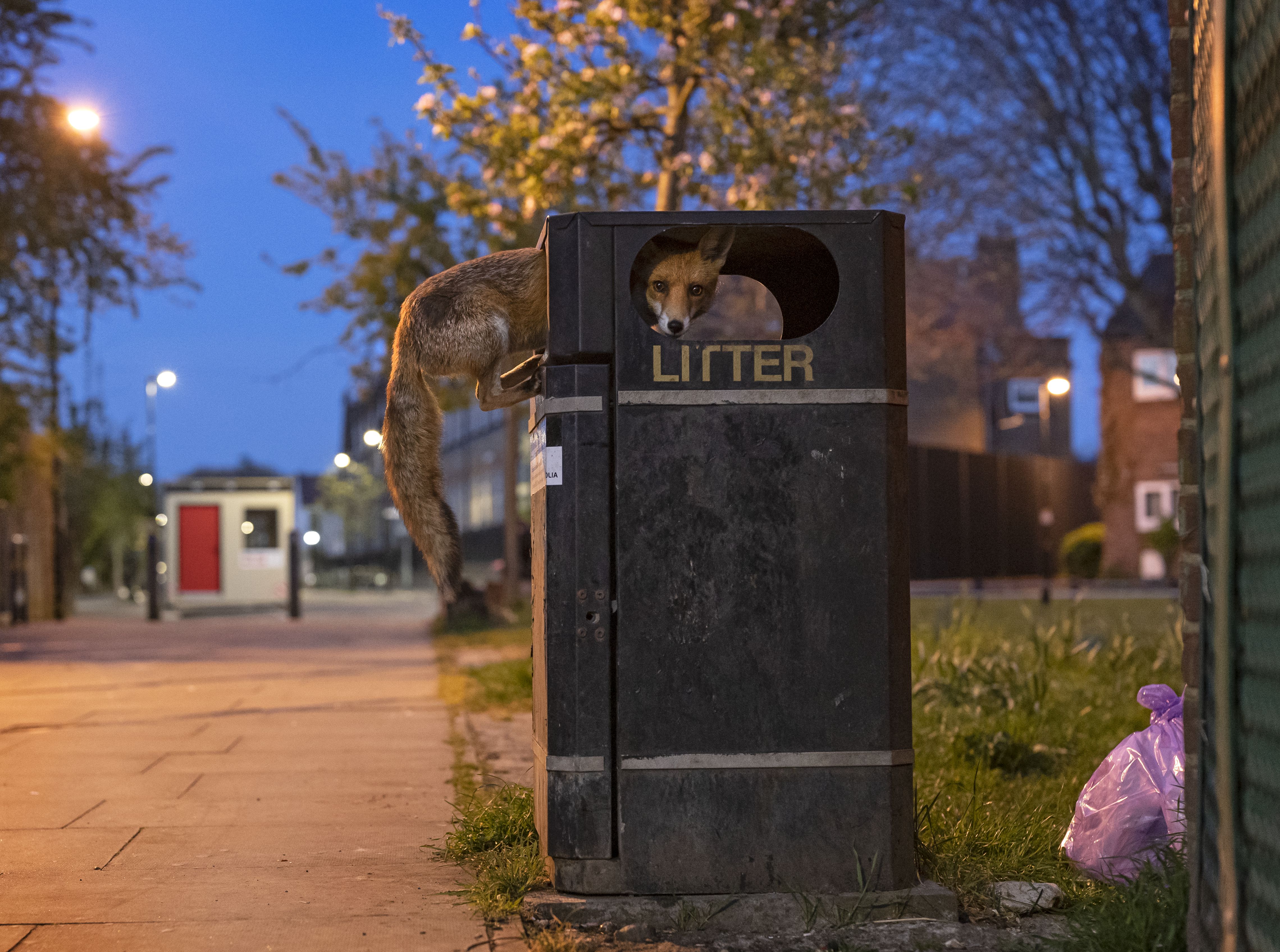 Dieser schlaue Fuchs nutzt vor dem Sammeltag auf einer Straße in London einen hoch mit Müll gestapelten Behälter aus, aufgenommen vom britischen Fotografen Matt Maran