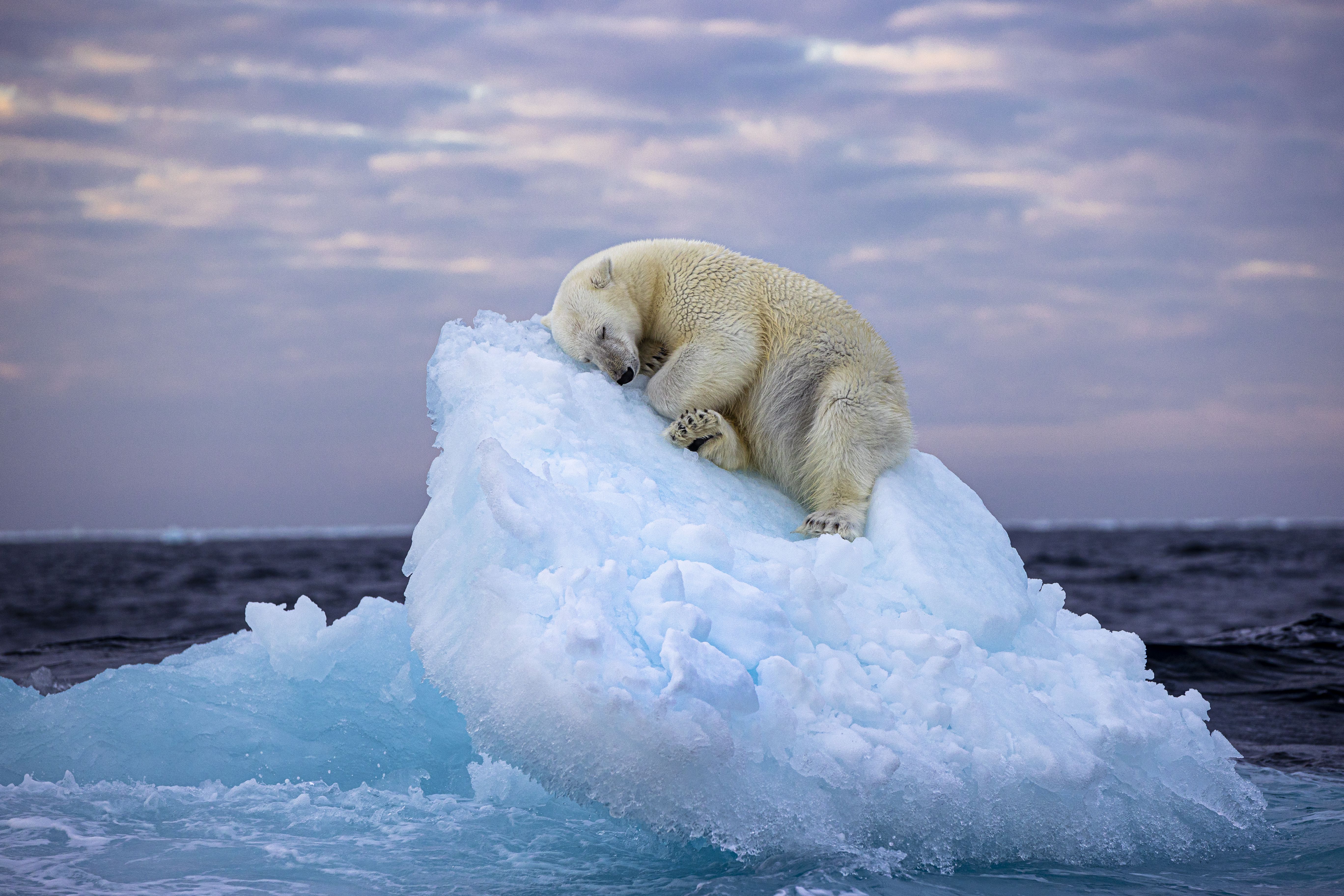 In diesem coolen Schnappschuss der britischen Fotografin Nima Sarikhani schlägt ein Eisbär vor dem norwegischen Spitzbergen-Archipel ein Bett aus einem kleinen Eisberg, bevor er einschläft.