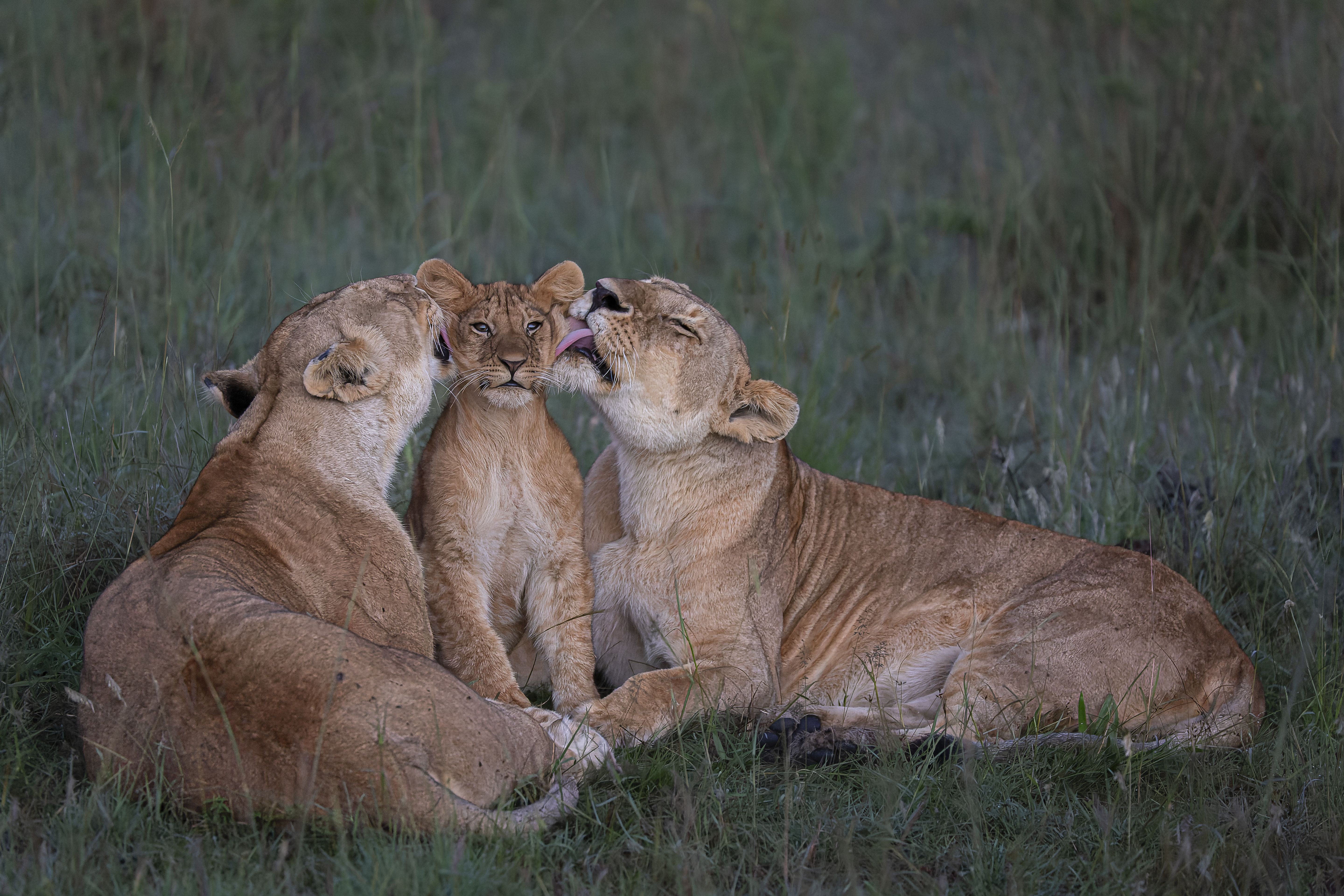 Mark Boyds herzerwärmender Schnappschuss zeigt ein Löwinnenpaar, das hingebungsvoll eines der fünf Jungen des Rudels in der Masai Mara in Kenia pflegt